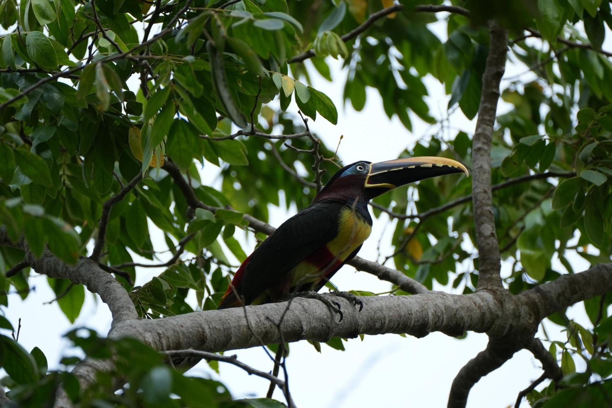 Savanna Orinoquia Lodge Orocue Bagian luar foto